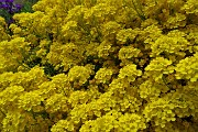 80 Splendido rampicante giallo 
